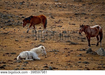 Russia. Mountain Altai. Horses Of The Hardy Altai Breed Graze Peacefully In The Stone Steppes With S
