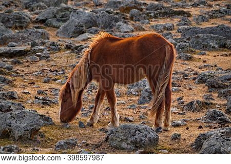 Russia. Mountain Altai. Horses Of The Hardy Altai Breed Graze Peacefully In The Stone Steppes With S