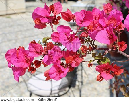 Pink Bougainvillea Flowers At Local Cafe In Kos, Greece