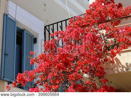 Red Bougainville Flowers And Blue Window Shutters In Kos, Greece