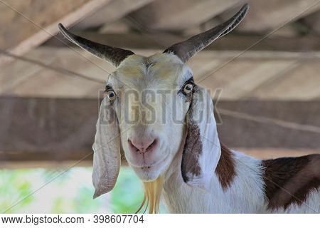 The Long-horned Goat Turned Its Gaze With Attention.
