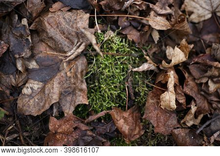 Green Moss Among Autumn Leaves In The Forest