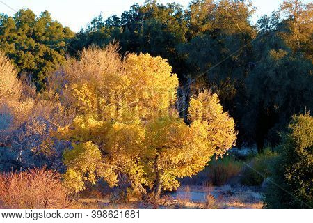 Cottonwood Tree Changing Colors During Autumn On A Dry Creekbed At A Riparian Woodland Taken In The 