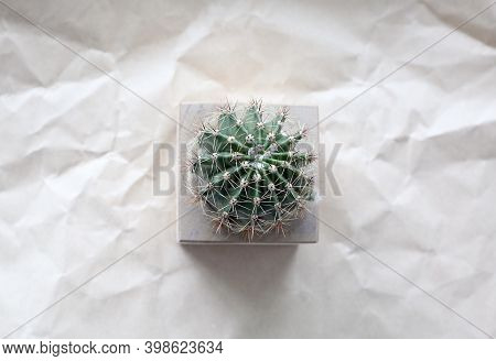 Cactus In A Cube On A Background Of Craft Crumpled Paper
