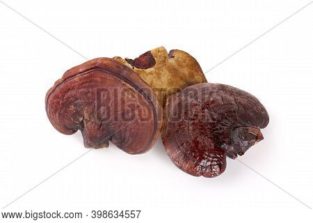 Lingzhi Mushroom Ganoderma Lucidum Isolated On White Background