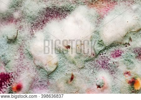 Green Mold, White Fluff Of Tender Mold. Mold On Food. Moldy Food. Closeup Of Penicillin Mold. Natura
