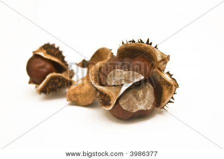 Conkers