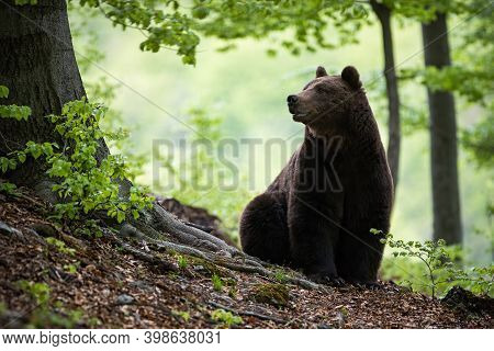 Massive Brown Bear Sitting On The Ground Surrounded By Green Leaves In Woodland