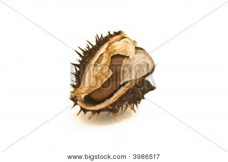 Conker