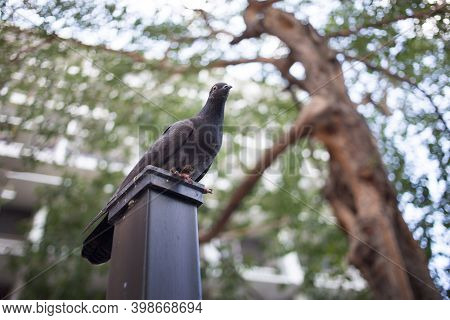 Close Up Pigion Bird On Pole With Banner Size