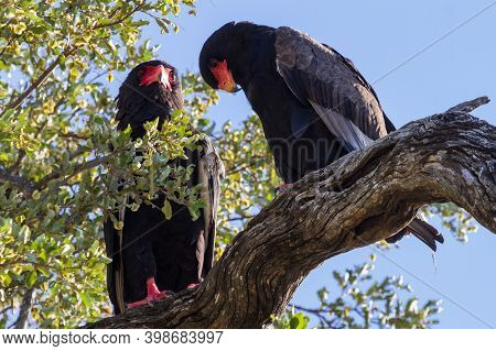 Pair Of Adult Bateleur Eagles (terathopius Ecaudatus) Perched Together In A Tree In Kruger National 