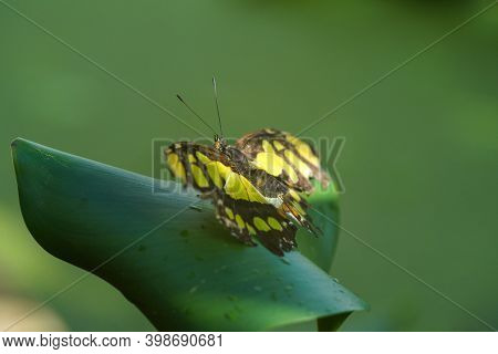 The Malachite Butterfly, Siproeta Stelenes Is A Neotropical Brush-footed Butterfly In The Family Of 