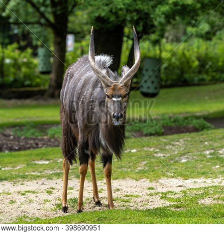 The Nyala, Tragelaphus Angasii Is A Spiral-horned Antelope Native To Southern Africa. It Is A Specie
