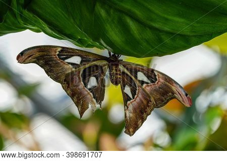 Atlas Moth, Attacus Atlas, These Are The Largest Moths In The World With A Wingspan From 10-12 Inche