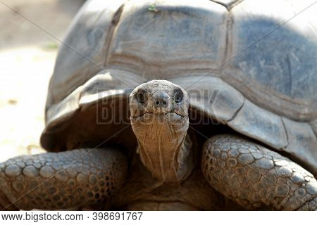 Aldabra Giant Tortoise, Curieuse Marine National Park, Curieuse Island, Seychelles