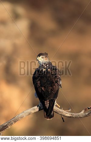 The Bonelli's Eagle (aquila Fasciata) Sitting On The Branch. Big Eagle Sitting On A Branch With A Li