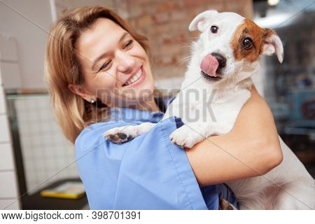 Happy Healthy Jack Russel Terrier Puppy Showing Its Tongue, Cheerful Female Vet Smiling Joyfully, Ho