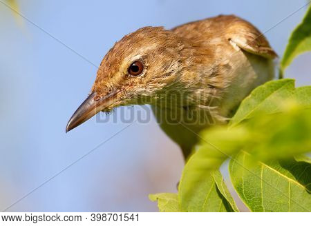 Great Reed Warbler, Acrocephalus Arundinaceus. The Bird Sits In The Branches Of A Young Tree And Loo