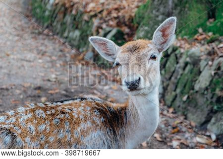 Beautiful Young Fallow Deer In The Autumn Forest.