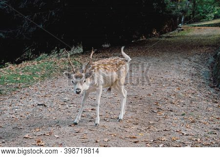 Beautiful Young Fallow Deer In The Autumn Forest.