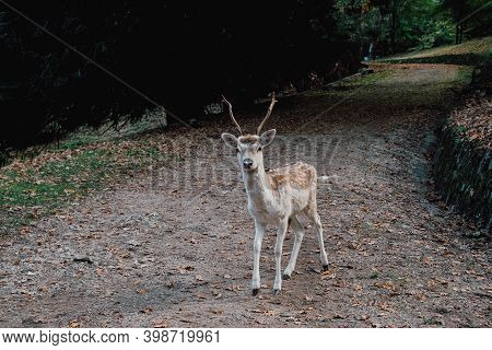 Beautiful Young Fallow Deer In The Autumn Forest.