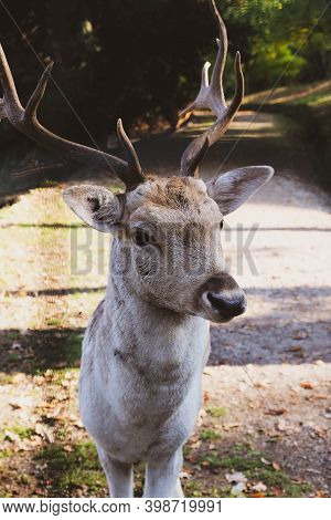 Beautiful Young Fallow Deer In The Autumn Forest.