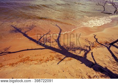 The Shadow Of The Dead Pine Tree On The Beach