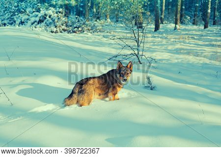 Dog Walking In The Dep Snow In The Snowy Forest