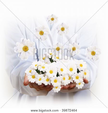 Kamille-BlÃ¼te