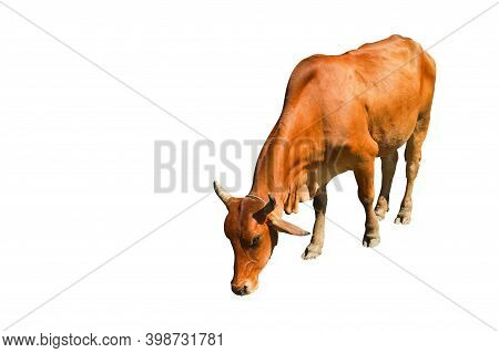 Cows Are Eating Grass In A Wide Field.