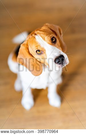 Beagle Pupy Sitting Onf The Foor And Looking Up. Dog Background.