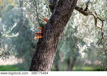 Omphalotus Olearius, Olive Tree Bark Fungus. Mushroom