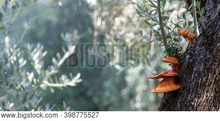 Omphalotus Olearius, Mushroom That Grows On The Bark Of Olive Trees