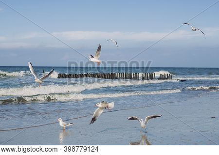 Flock Of Flying Seagulls Close-up On The Coast Of The Baltic Sea In Autumn Windy Sunny Day.