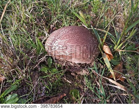 Calvatia Gigantea,  Giant Puffball  Mushroom In The Grass