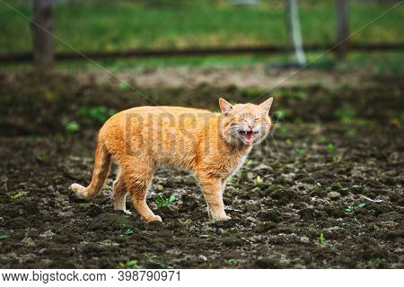 Meowing Red Ginger Cat At Spring Day.