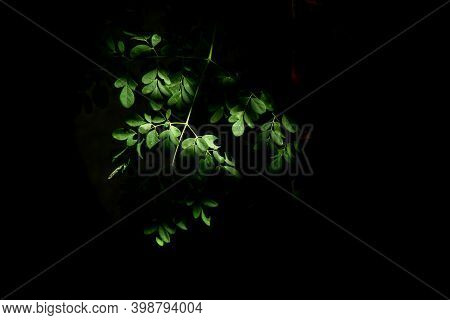 Tree Branch Exposed In The Sunlight From Shadow During Afternoon.