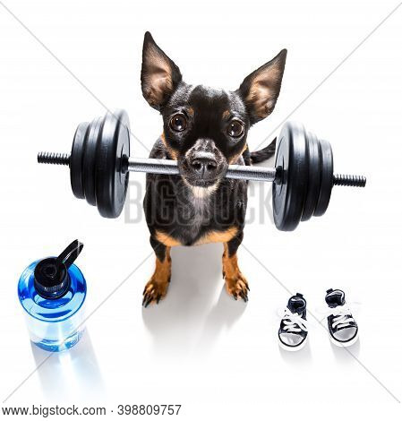 Fitness Prague Ratter Dog Lifting A Heavy Big Dumbbell, As Personal Trainer , Isolated On White Back