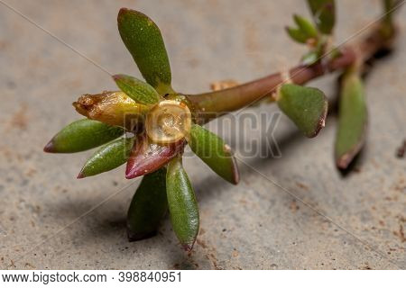 Leaves And Fruits Of A Paraguayan Purslane Plant Of The Species Portulaca Amilis
