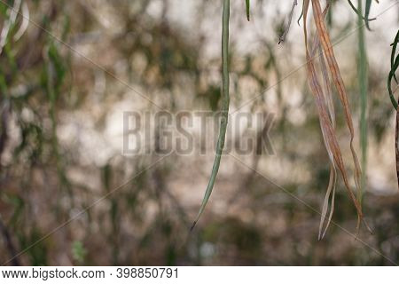 Green Immature Cylindrical Indehiscent Capsule Fruit Of Desert Willow, Chilopsis Linearis, Bignoniac