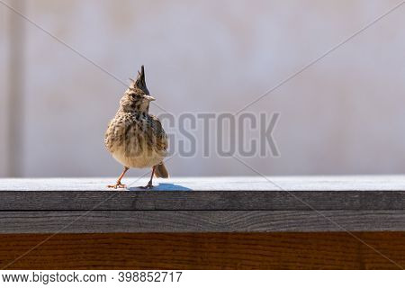 Crested Lark Or Galerida Cristata Bird. Nature Concept