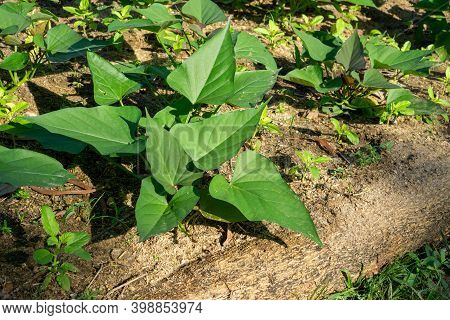 Young Morning Glory Plant Or Green Leaves Water Spinach Vegetable Planting In A Garden