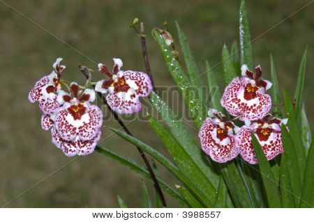 Oncidium_Orchid