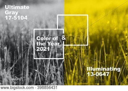 Collage With New Panton Illuminating, Ultimate Gray Color Of The Year 2021. Natural Background