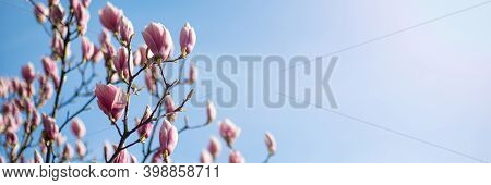Pink Magnolia Flowers On A Background Of Blue Sky. Panoramic Photo. Place For Text. Springtide. Flow