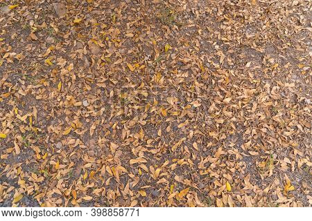 Dry Autumn Leaves On The Forest Floor Ground Backdrop Droughty Background. Red Maple Leaves Or Fall 
