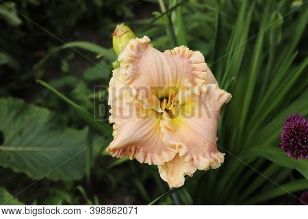 Jacqueline Kennedy, Onasis.luxury Flower Daylily In The Garden Close-up. The Daylily Is A Flowering 