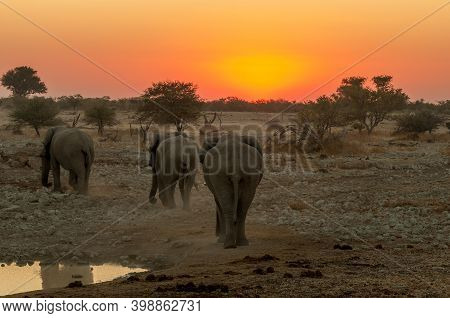 African Elephants With Sunset Backdrop At The Okaukeujo Waterhole In Northern Namibia
