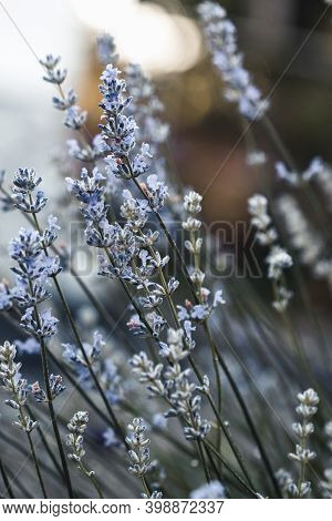 Delphinium Blue Grows In The Garden. Double Delphinium Blue Flower. Delphinium Blue Dawn
