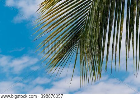 Green Colored Coconut Tree Leaves With Blue Cloudy Sky At The Background On Beach